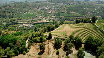 Découverte des vins du Languedoc-Roussillon : Un voyage oenologique