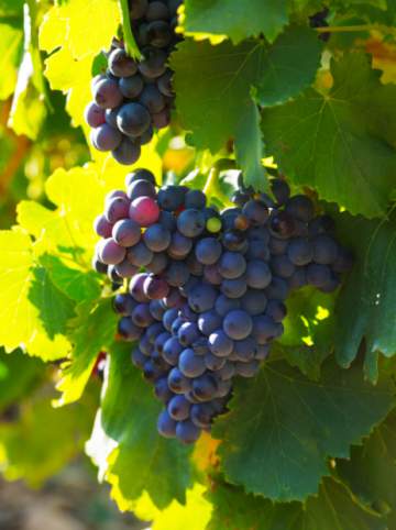 ADEGAS & TERROIRS : Vente de vins de France, vins du monde, champagne et spiritueux