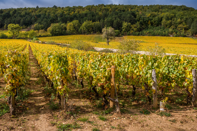 cave a vin en ligne, caviste en ligne, pinot noir, blog vins