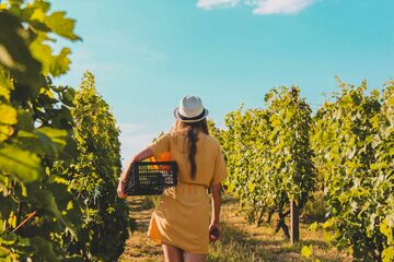 Tout savoir sur le Vin Biologique